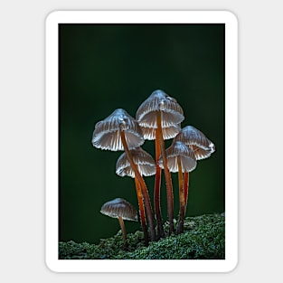 mushrooms in the forest Sticker